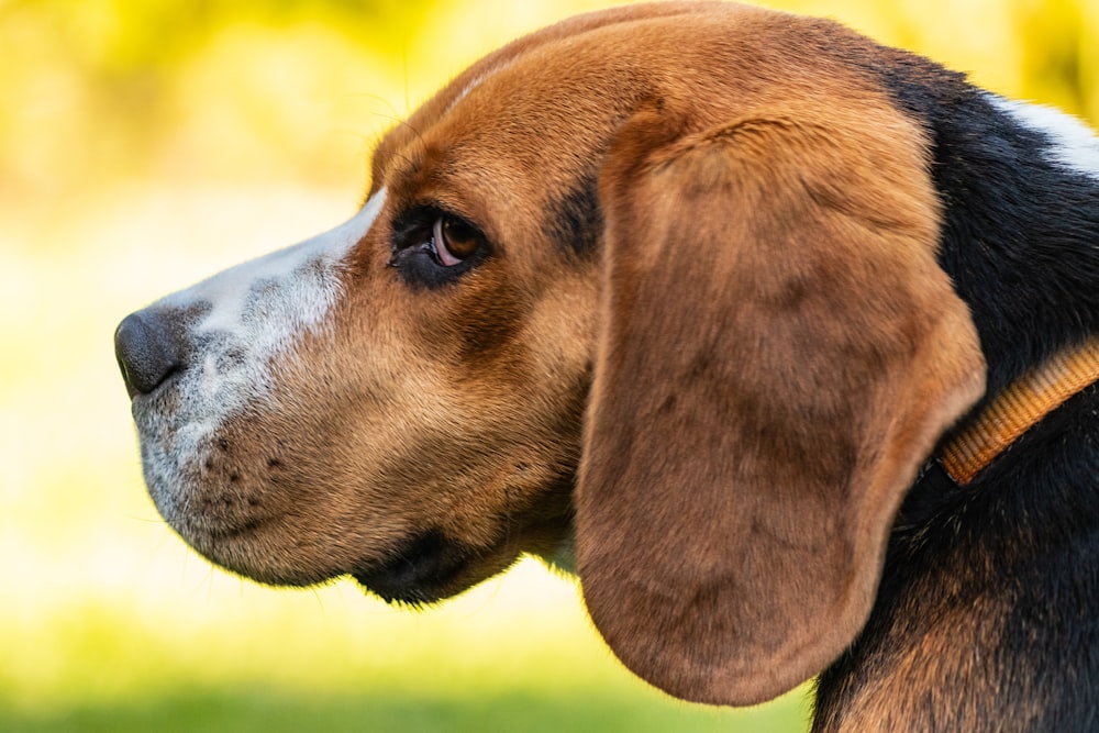 adult tricolor beagle