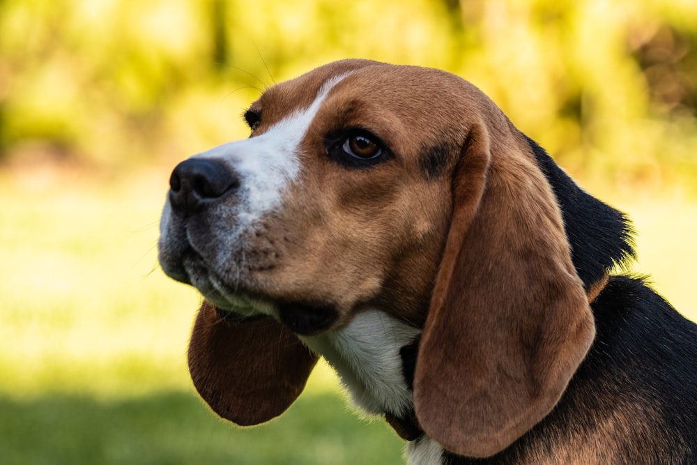 犬のセレクティブフォーカス写真