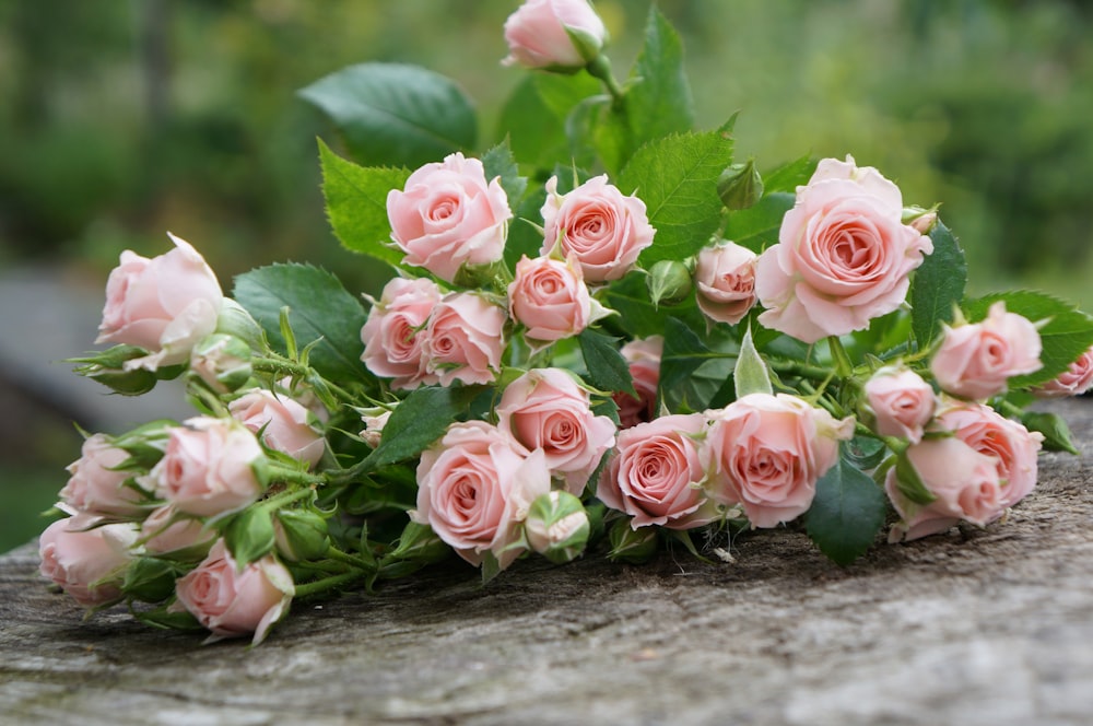 pink roses on selective focus photography