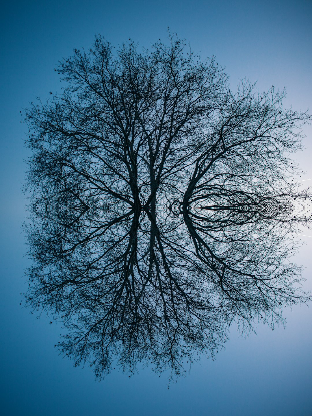 reflecting photo of bare tree on focus photography