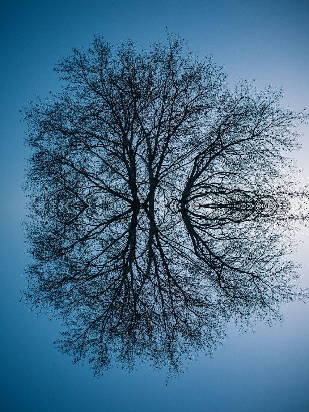 reflétant la photo de l’arbre nu sur la photographie de mise au point