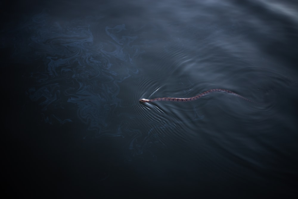 brown snake on water