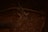 A gazelle is captured in a dimly lit environment, highlighting its elegant curved antlers and sharp profile against a dark, earthy background. The lighting creates a dramatic contrast, accentuating the texture of the animal's fur and the smoothness of the antlers.