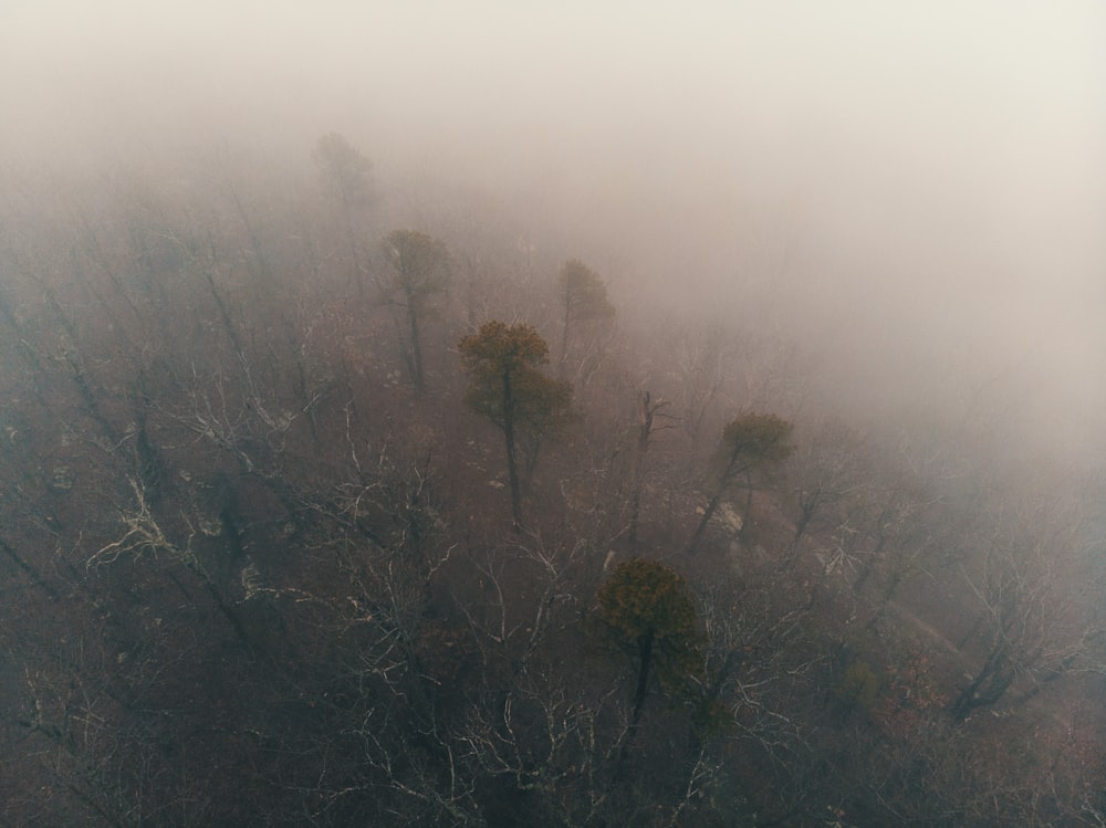 Luftaufnahme des Waldes bei nebligem Wetter