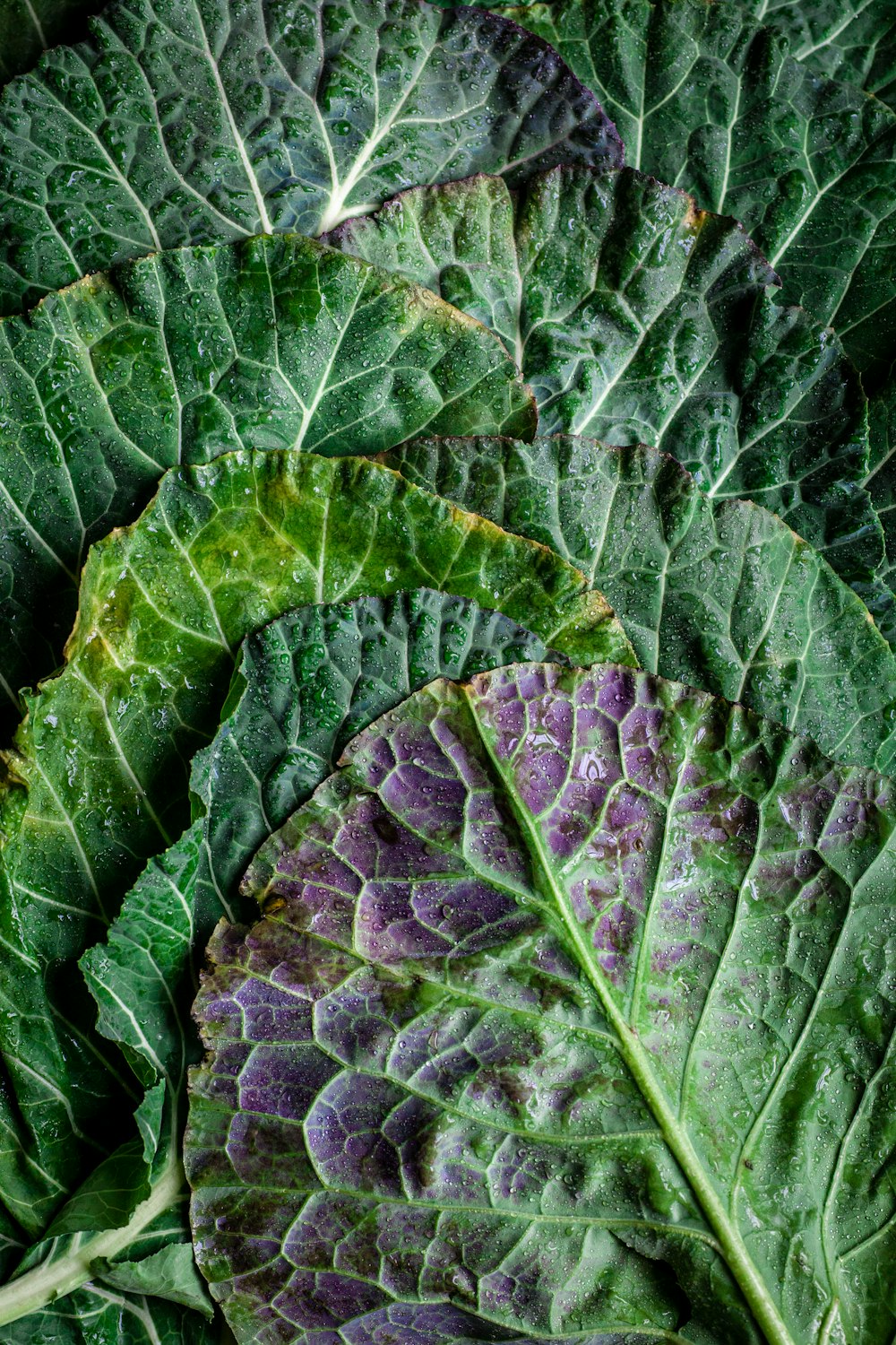 Légumes verts