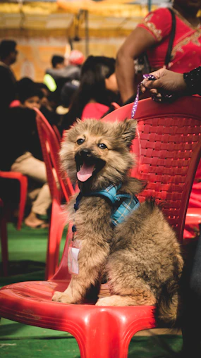 A fluffy dog wearing a blue harness sits excitedly on a red plastic chair, surrounded by people. The dog's tongue is out, and it appears very happy, possibly in a vibrant setting like a market or festival.