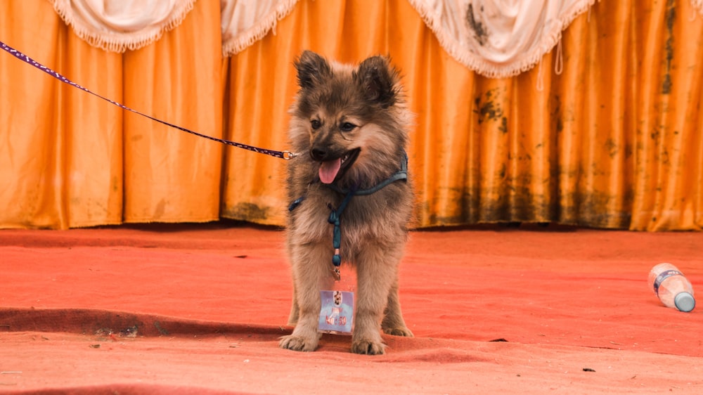 tan German shepherd puppy with black leash on focus photography