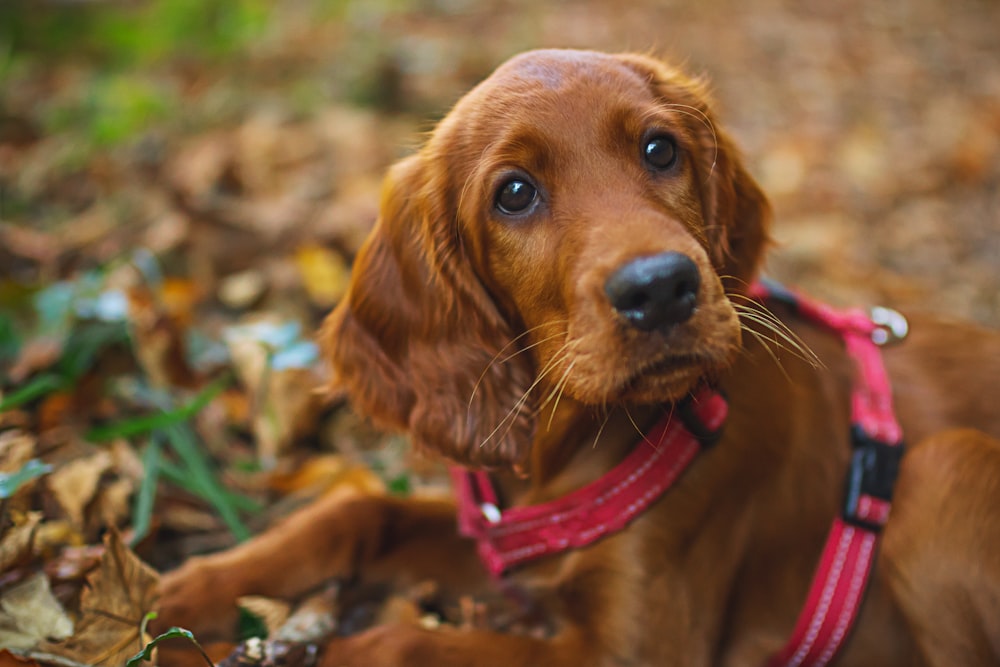 short coated brown puppy