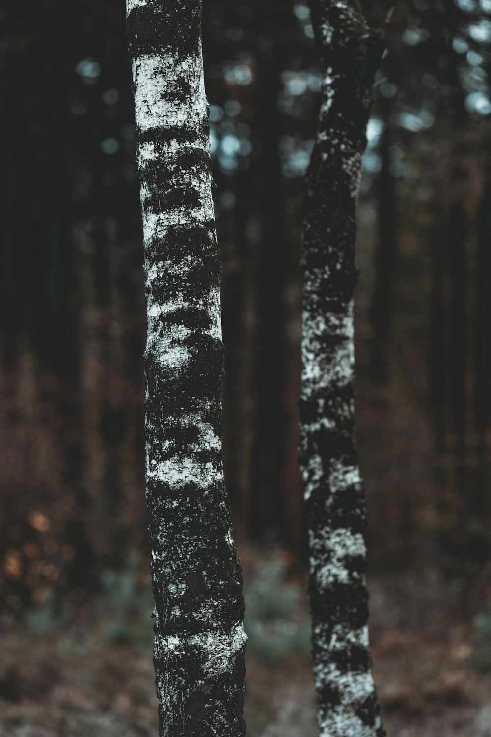 selective focus photography of trees