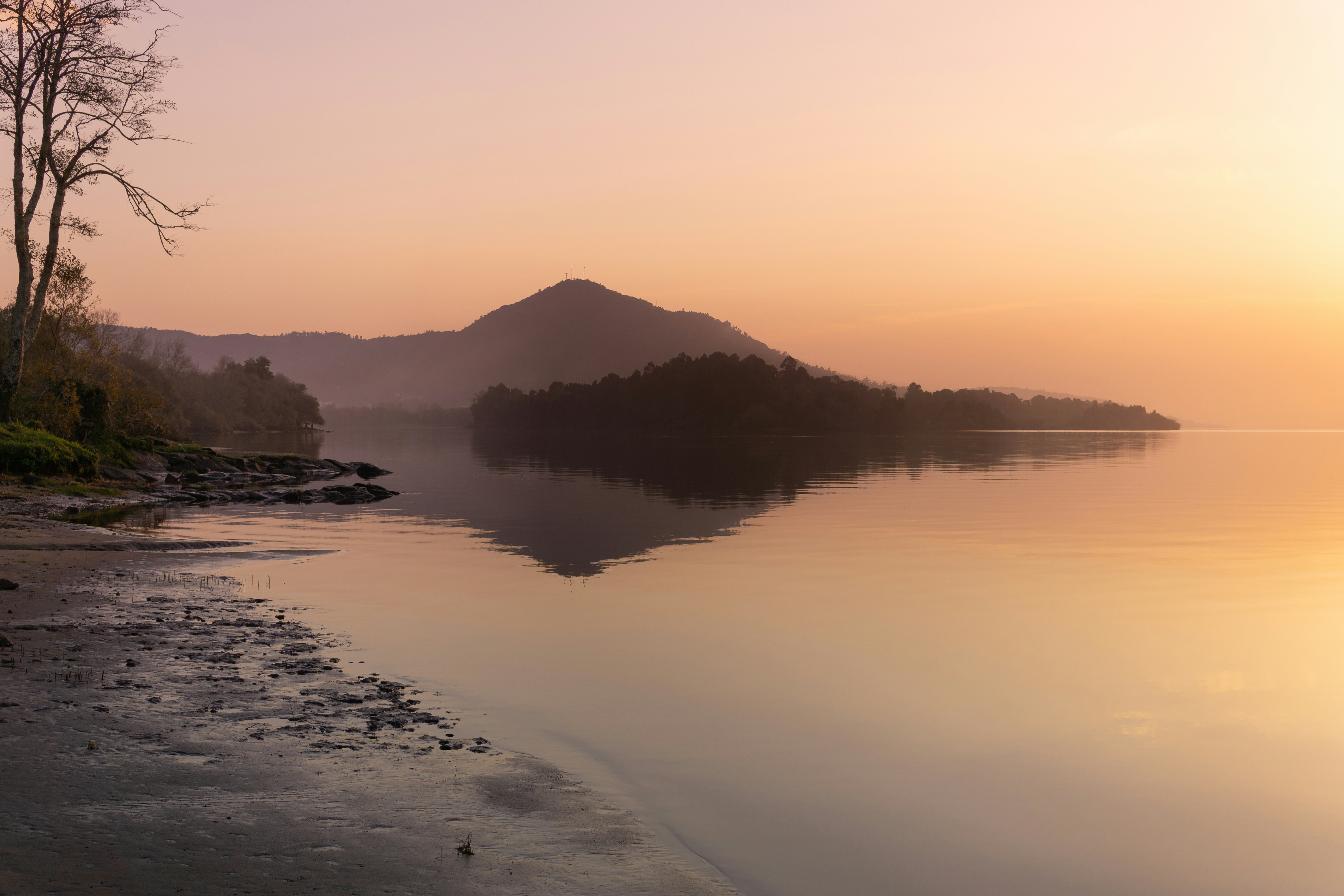 green tree near body of water during sunrise