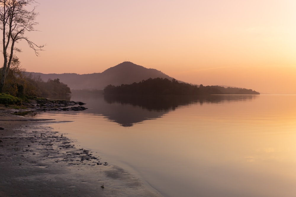 green tree near body of water during sunrise