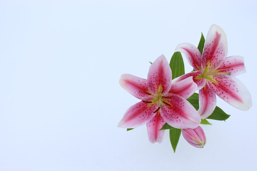 two pink petaled flowers