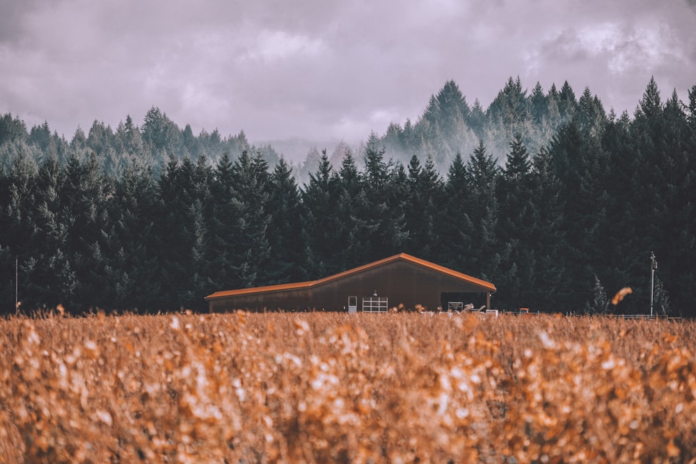 barn during daytime