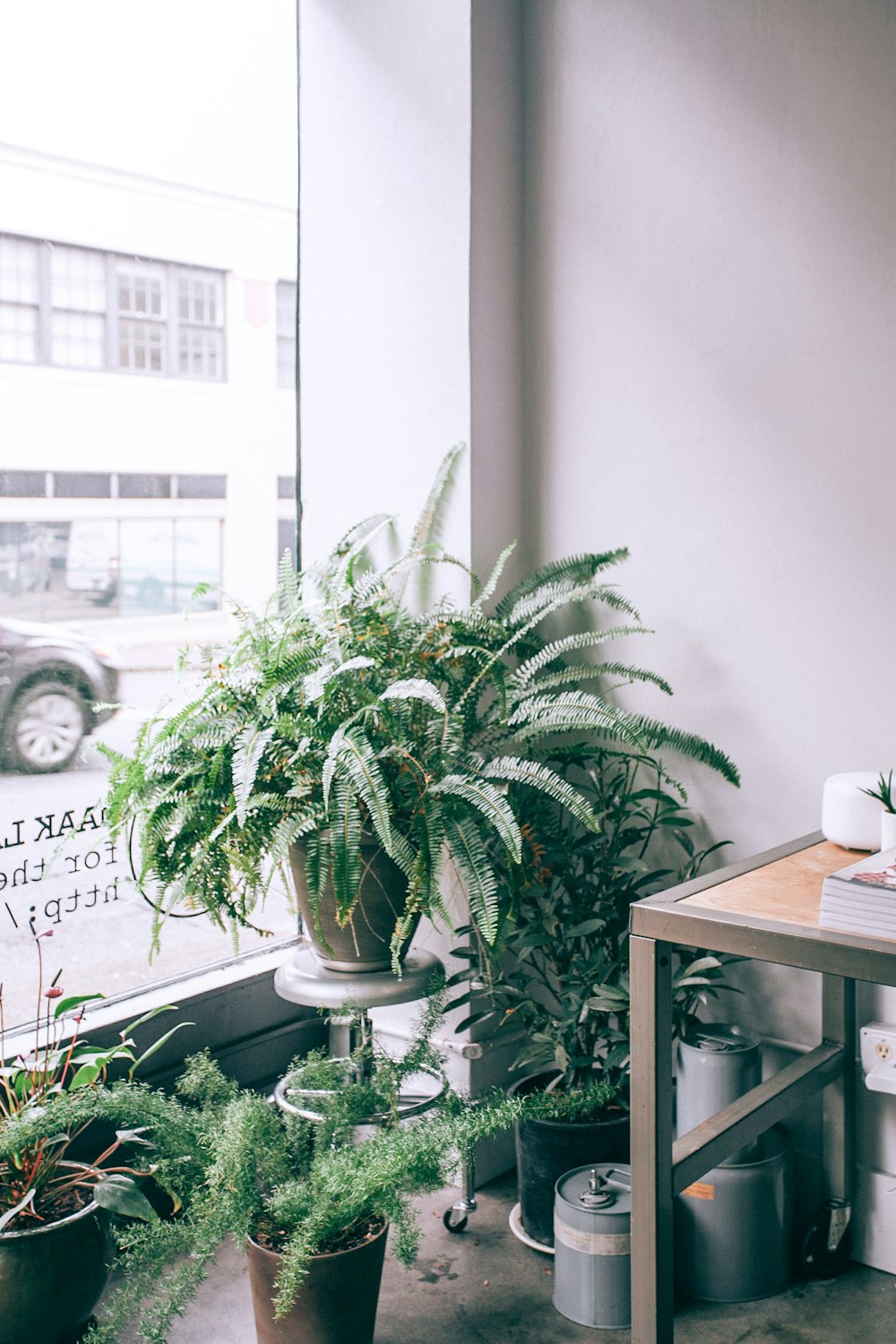 green fern plants