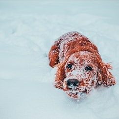 long-coated brown dog on snow