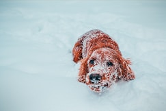 long-coated brown dog on snow