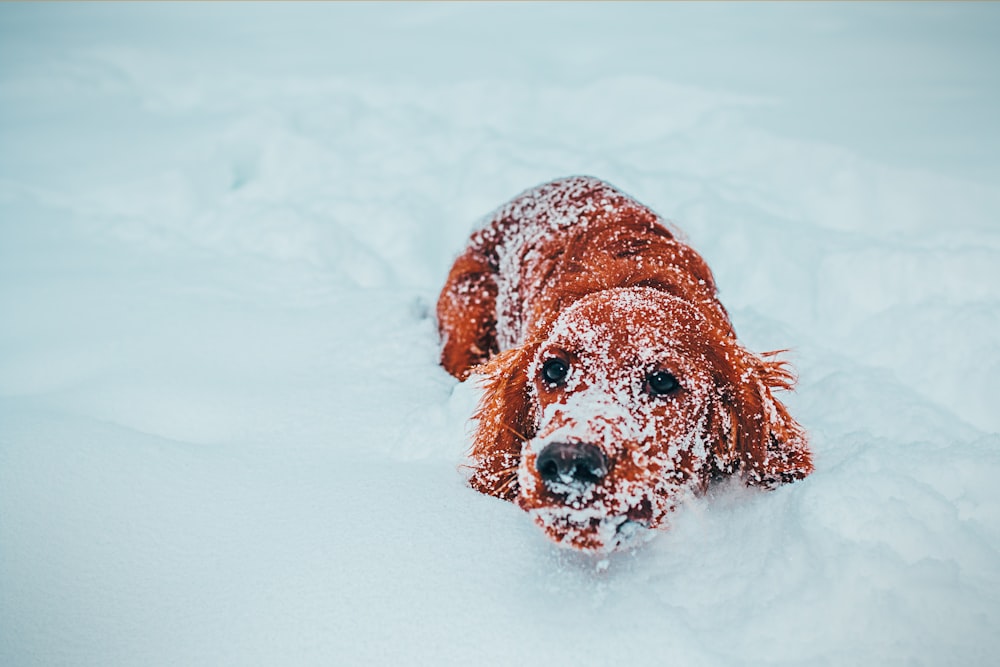 Cão marrom de pelagem longa na neve