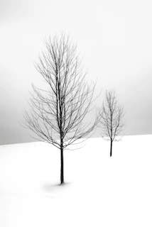 selective focus photography of bare tree