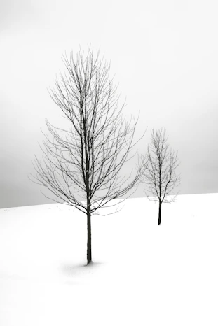selective focus photography of bare tree