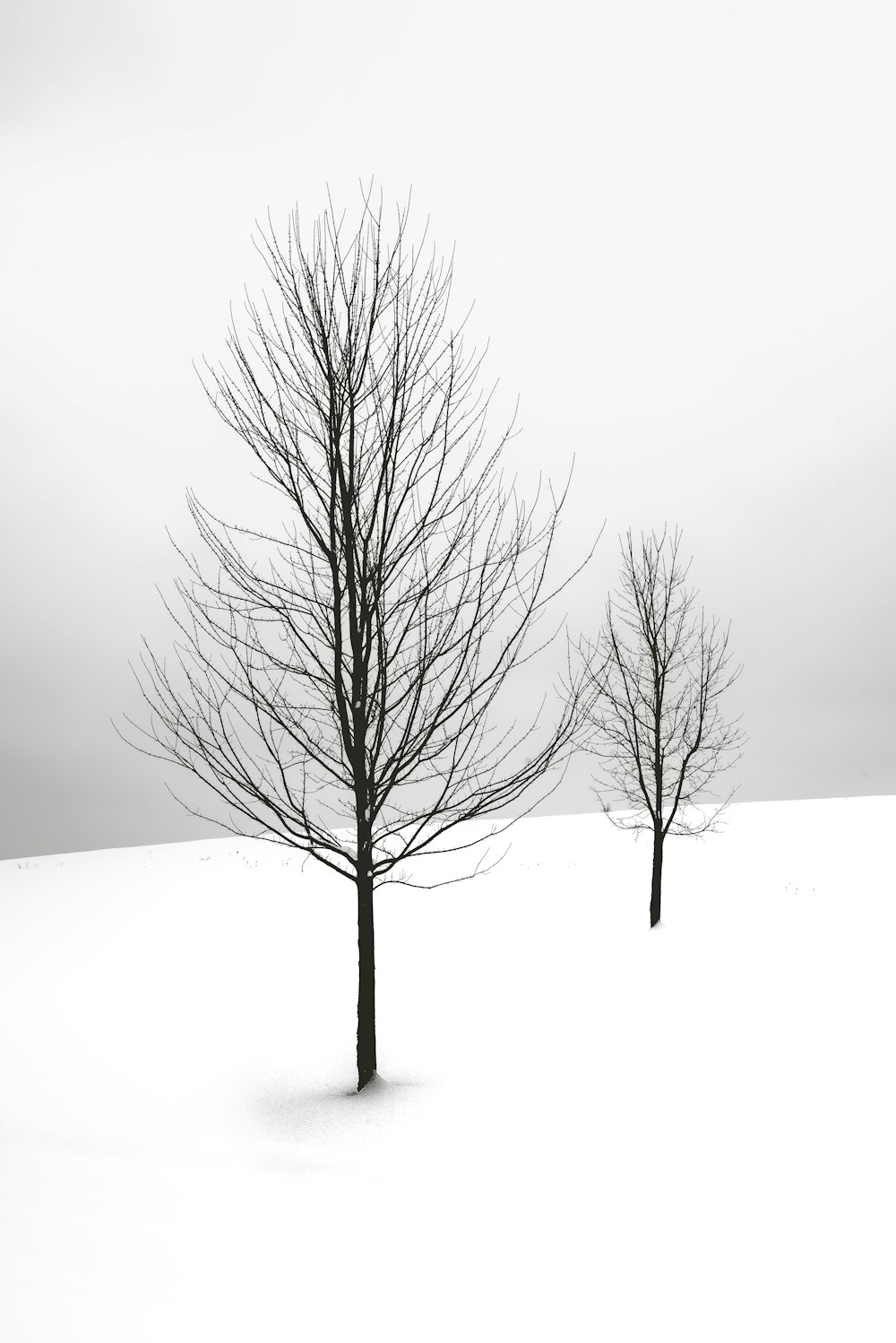 selective focus photography of bare tree