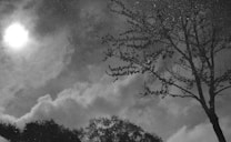 A black and white photograph features the silhouette of a tree with barren branches gently arching across a cloudy sky. The sun peeks through the clouds, creating a soft halo effect. The reflection of trees and a cloudy sky in a water surface adds a dreamy element.