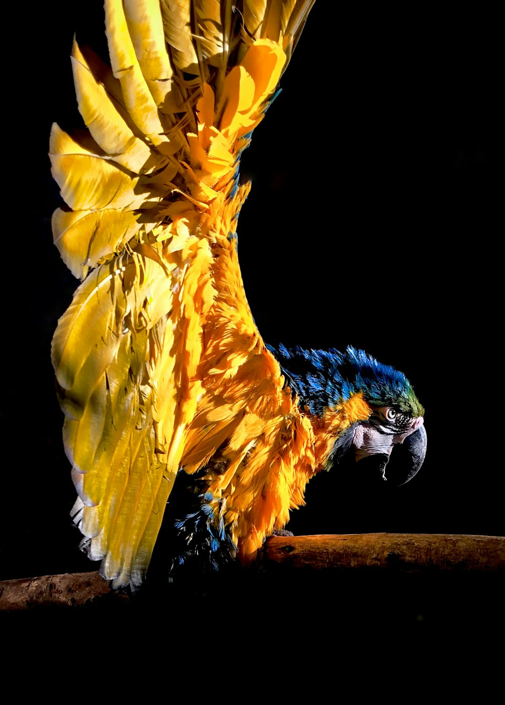 selective focus photography of yellow-and-blue macaw