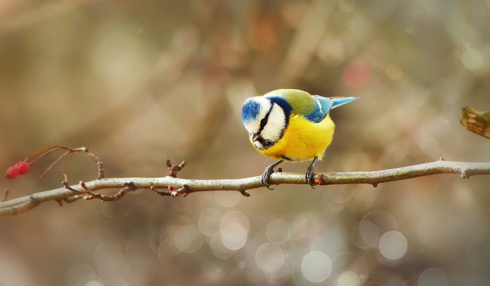 selective focus photography of blue, white, and yellow bird perching on twigs