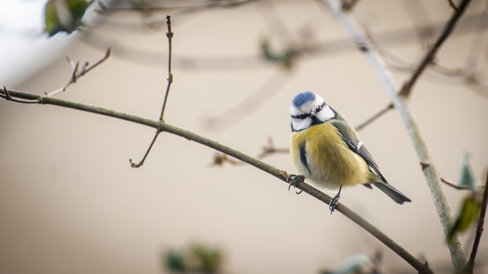 oiseau jaune, noir et bleu perché sur une branche pendant la journée