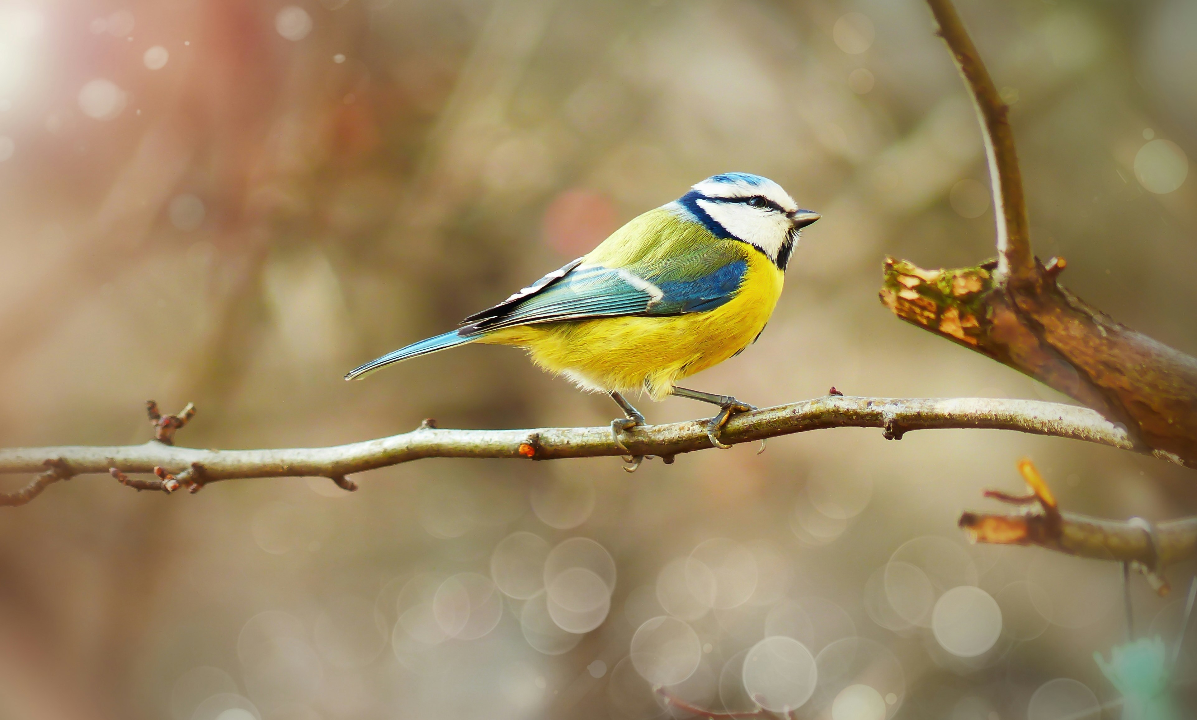 Bluetit on a branch