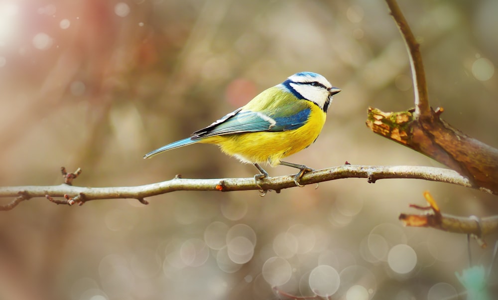 blue and yellow bird perching on tree branch