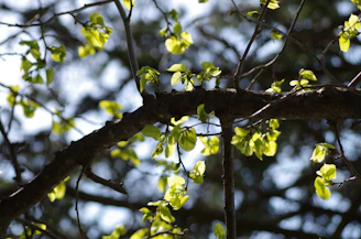 Close-up of freshly trimmed tree branches with sunlight filtering through leaves.