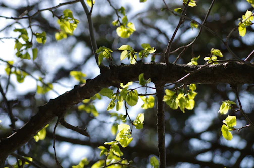 Close-up of freshly trimmed tree branches with sunlight filtering through leaves.