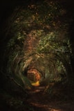 a tunnel of trees in the middle of a forest