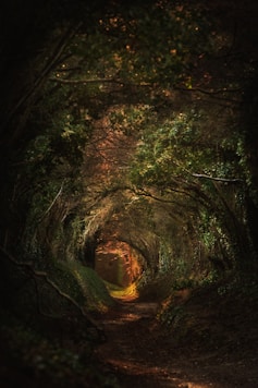 a tunnel of trees in the middle of a forest