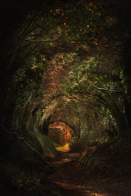 a tunnel of trees in the middle of a forest