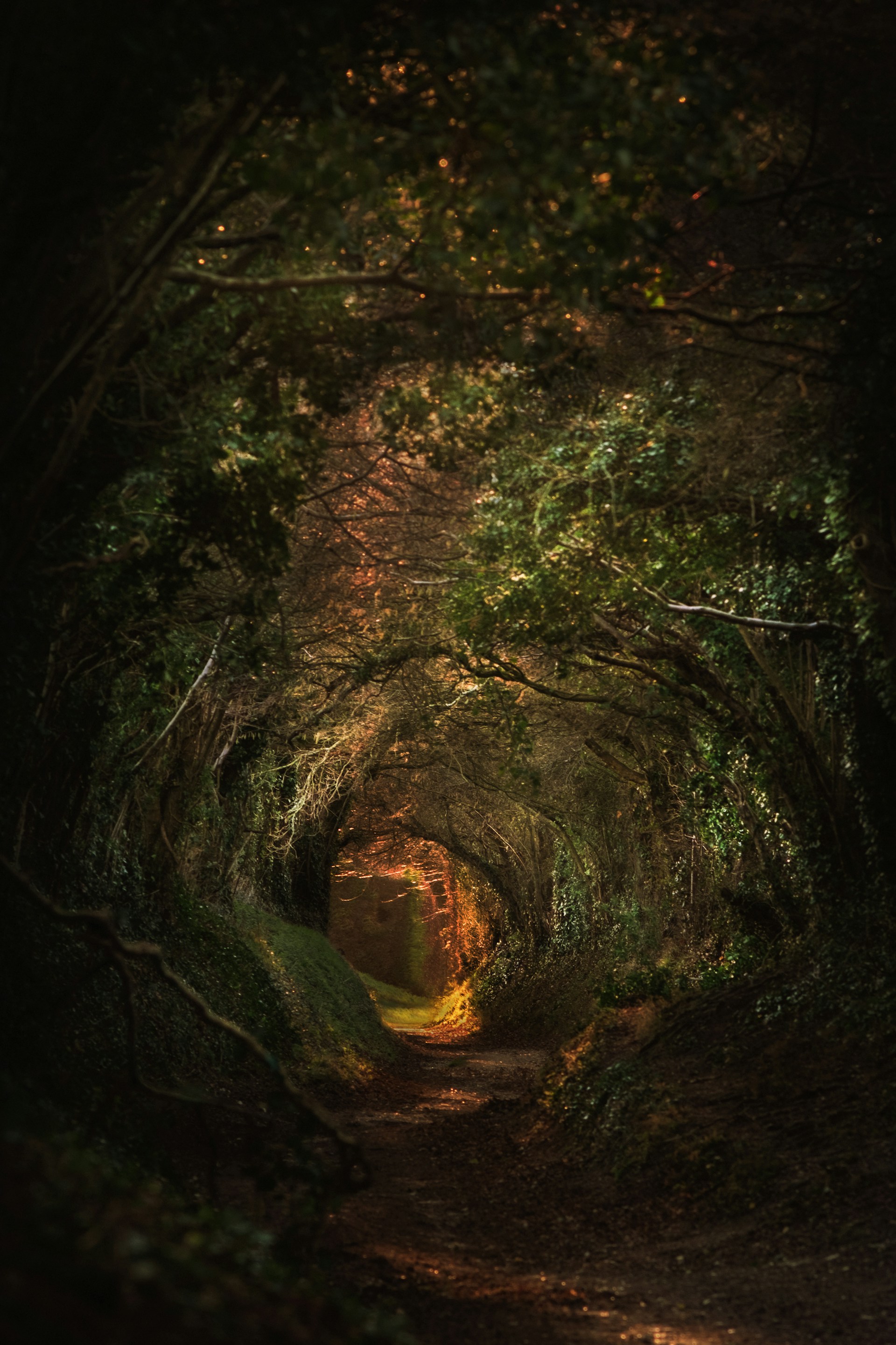 a tunnel of trees in the middle of a forest