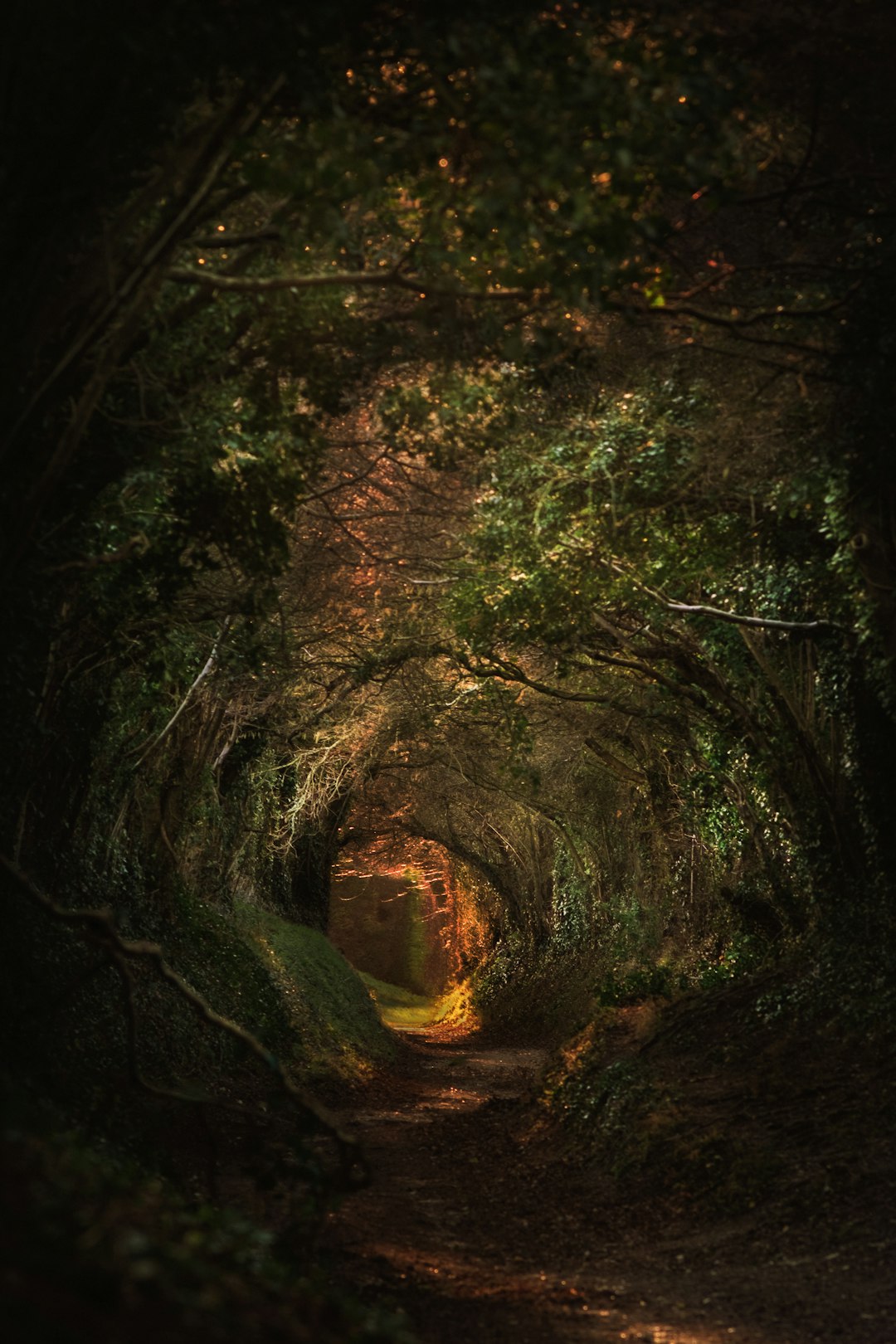 A tunnel of trees in the middle of a forest