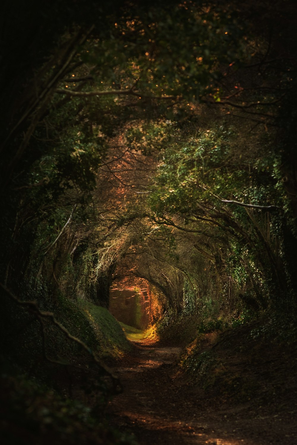 숲 한가운데에 있는 나무 터널