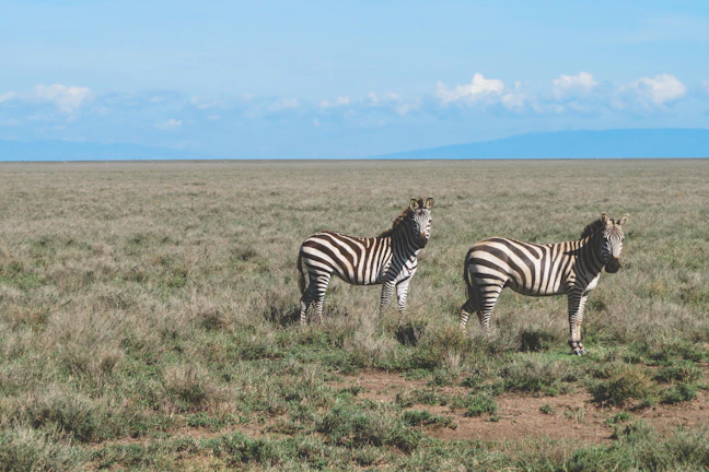 4-Day Tanzania Family Itinerary: Arusha and Dar es Salaam