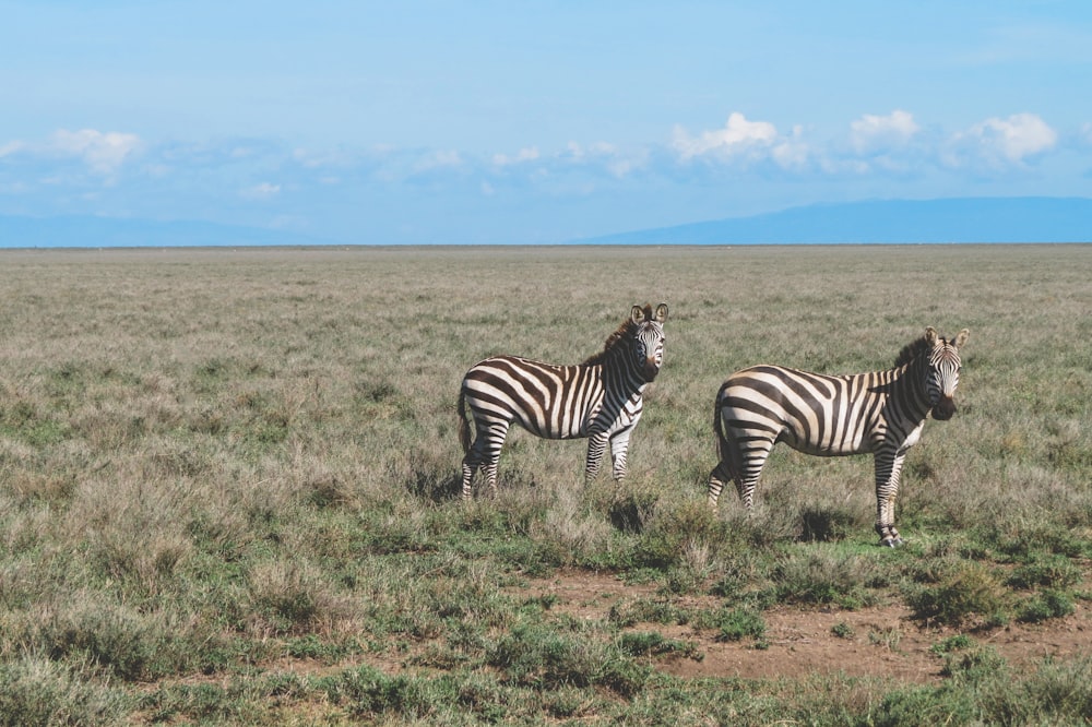 two black and white zebras on vast land during daytime