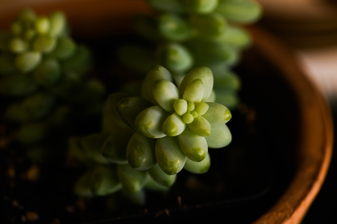 green succulent plant