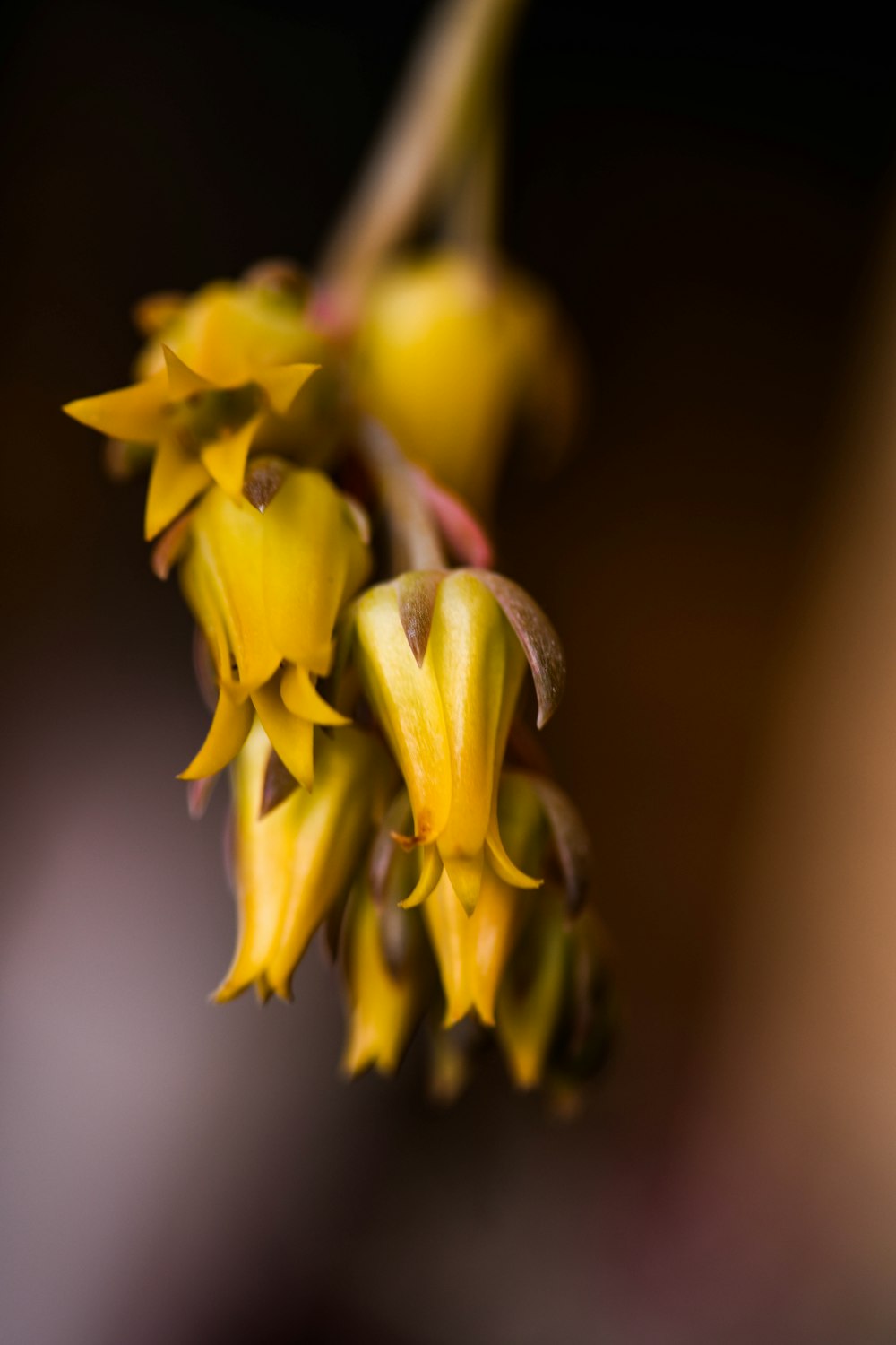 selective focus photography of yellow flowers