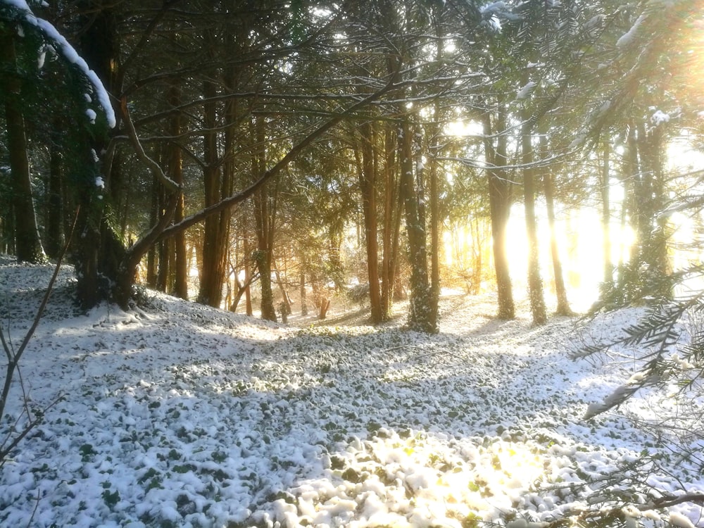 forest during daytime