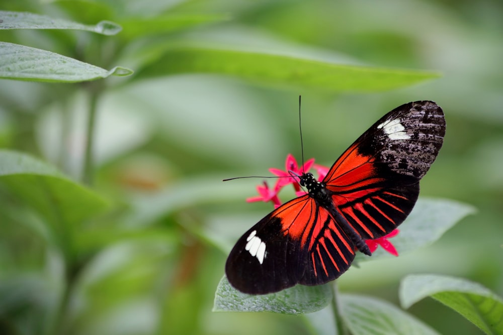 Schmetterling auf Blatt