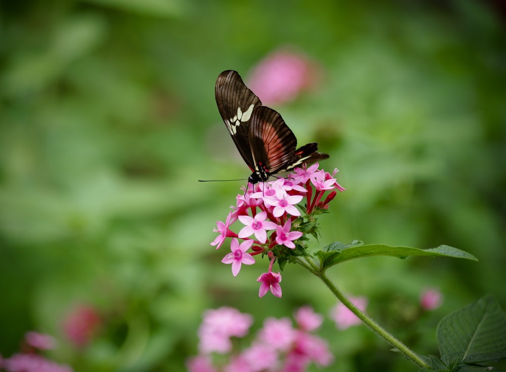 black butterfly perching on pink flower