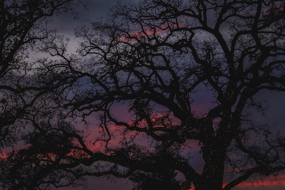 silhoutte of trees