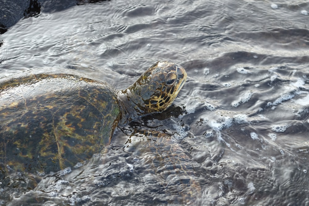 brown tortoise on water