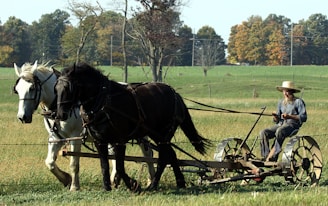 A farmer wearing traditional clothing and a straw hat is driving a horse-drawn plow across a green field. The scene includes two horses, one white and one black, working together to pull the plow. The background features trees with leaves in autumn colors and open green pastures.