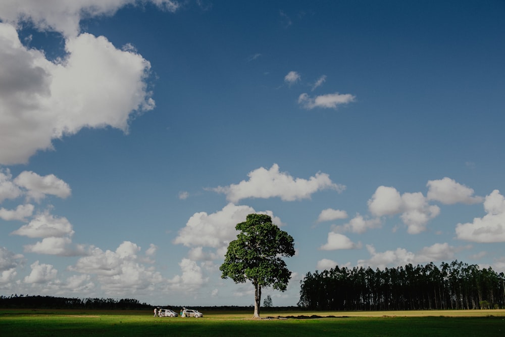 árbol de hojas verdes bajo nubes azules y blancas