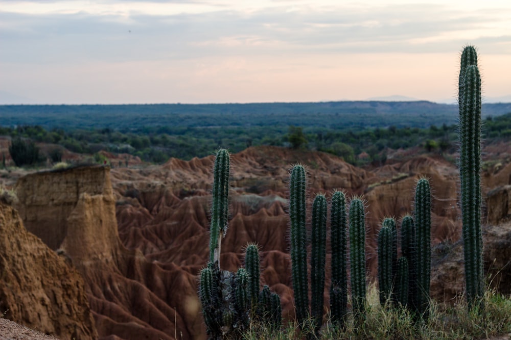 cacti plant in desert